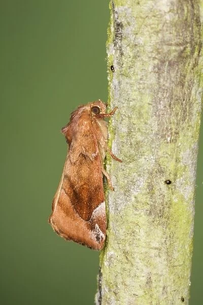 Lunar-spotted Pinion (Cosmia pyralina) adult, resting on twig, Essex, England, july