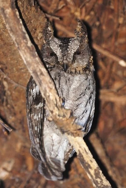 Malagasy Scops-owl (Otus rutilus) adult, perched on branch in gallery forest, Berenty Nature Reserve, Southern Madagascar, august
