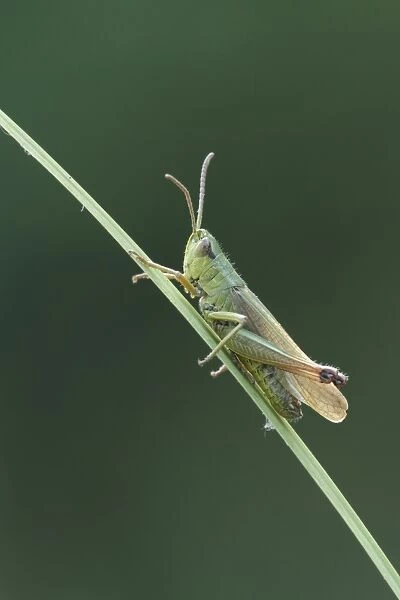 Meadow Grasshopper (Chorthippus parallelus) adult, resting on grass stalk, Essex, England, july