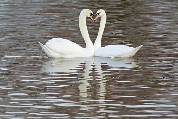 Mute Swan (Cygnus olor) adult pair, in courtship display on water, Caerlaverock W. W. T. Dumfries, Scotland, january