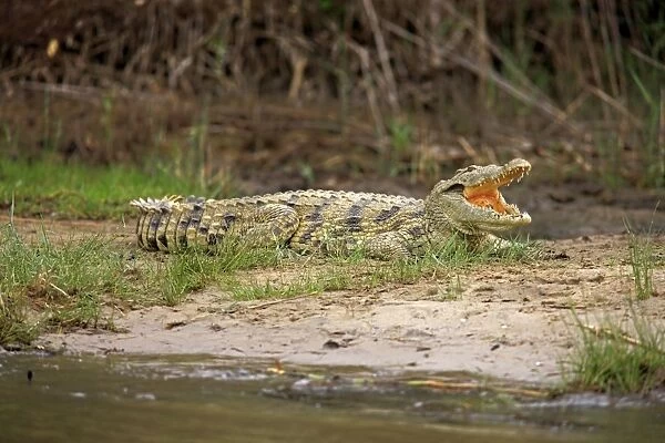 Nile Crocodile (Crocodylus niloticus) adult, with mouth open, resting on riverbank, St. Lucia Wetland Park, iSimangaliso Wetland Park, KwaZulu-Natal, South Africa