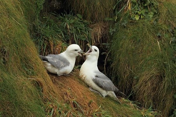 Northern Fulmar (Fulmaris glacialis) adult pair, in courtship display on cliff, Newquay, Cornwall, England, march