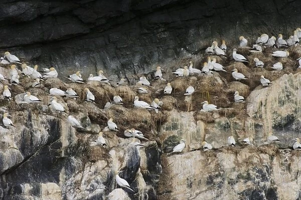 Northern Gannet (Morus bassanus) adults and chicks, group at nests on cliff in nesting colony, St