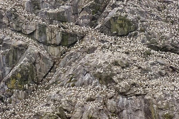 Northern Gannet (Morus bassanus) adults and chicks, group at nests on cliff in nesting colony, St