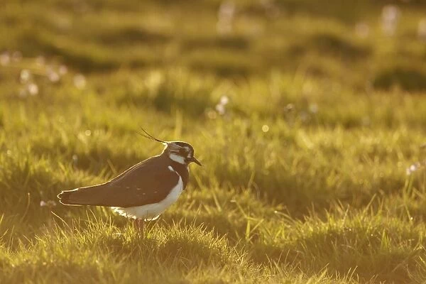 Northern Lapwing (Vanellus vanellus) adult female, breeding plumage, standing on grass in late evening sunshine