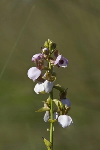 orchid - eulophia cucullata - Botswana Okavango delta