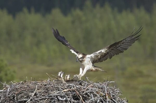 Osprey (Pandion haliaetus) adult female, in flight, with nesting material in talons, landing at nest with chicks, Finland