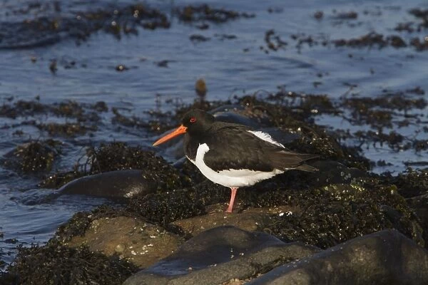 Oystercatcher standing on the seaweed covered shore line
