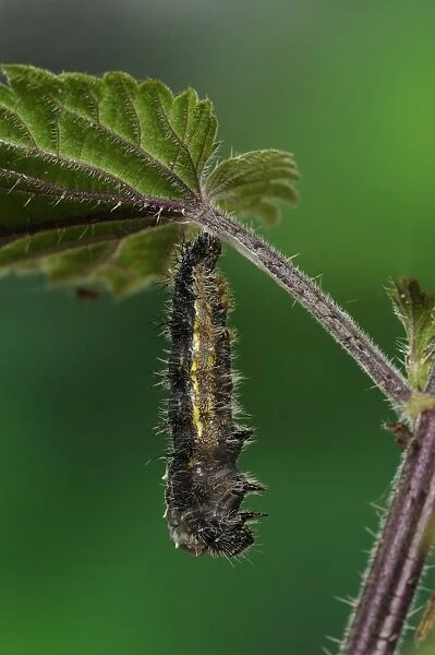 Painted Lady (Vanessa cardui) larva, shedding skin to turn into pupa, hanging from stinging nettle leaf, Oxfordshire