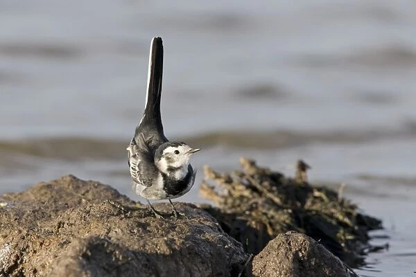 Pied Wagtail (Motacilla alba yarrellii) adult female, lifting tail in display towards male