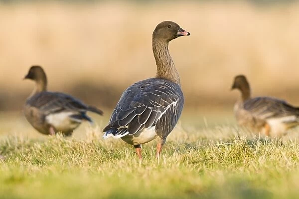 Pink-footed Goose (Anser brachyrhynchus) three adults, standing on grass, North Norfolk, England, january