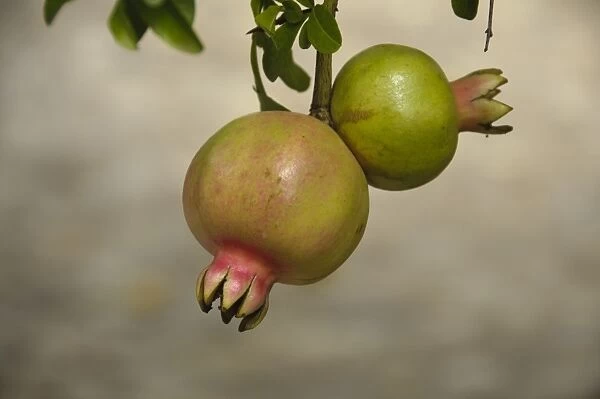Pomegranate (Punica granatum) close-up of ripening fruit, Stellenbosch, Western Cape, South Africa