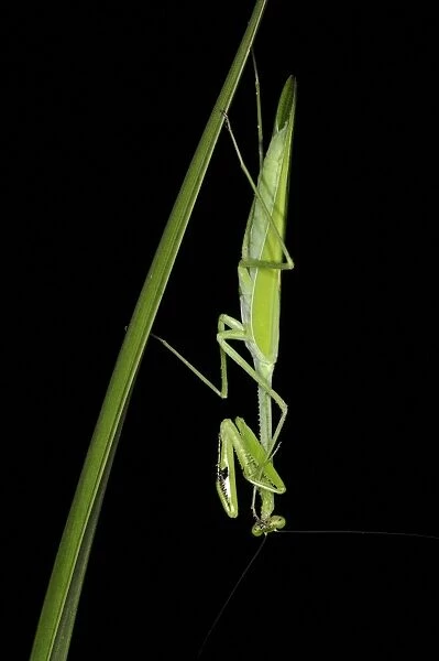 Praying Mantis (Stagmatoptera binotata) adult, resting on leaf at night, Iwokrama Rainforest, Guyana