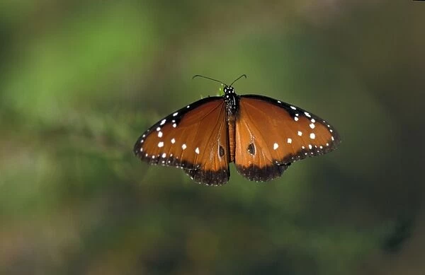 Queen Butterfly (Danaus gilippus) Upper wing  /  Isabela, Galapagos
