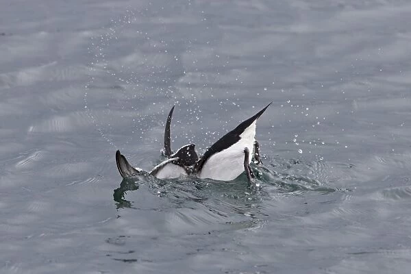 Razorbill (Alca torda) adult, breeding plumage, diving in water at sea, Shetland Islands, Scotland, June