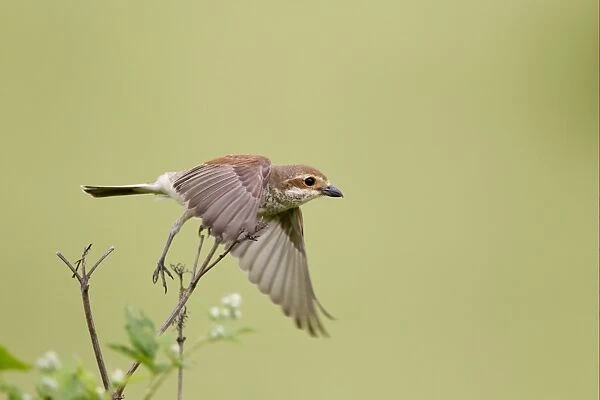 Red-backed Shrike (Lanius collurio) adult female, in flight, taking off from stem, Bulgaria, may