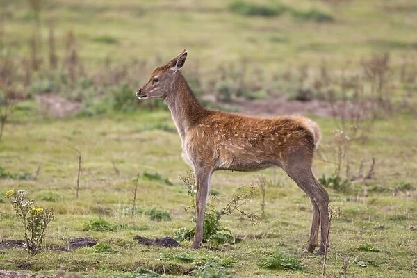 Red Deer (Cervus elaphus) calf, stretching, standing in grassland, Minsmere RSPB Reserve, Suffolk, England, October