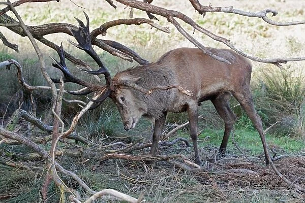 Red Deer (Cervus elaphus) mature stag, thrashing branches with antlers, strengthening neck muscles during rutting
