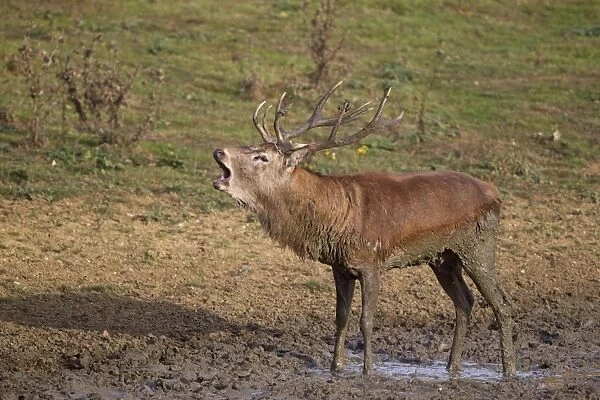 Red Deer (Cervus elaphus) stag, roaring, standing in wallow, during rutting season, Minsmere RSPB Reserve, Suffolk