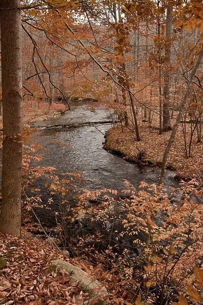 River in autumn woodland habitat, Cross River, Ward Poundridge County Park, Salem, New York State, U. S. A. november