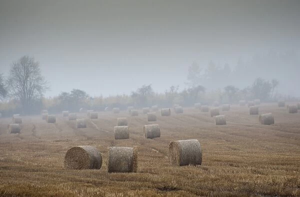 Round straw bales in stubble field during rainy and misty day, Perth, Perthshire, Scotland, november