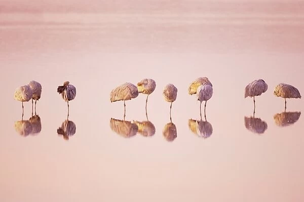 Sandhill Crane (Grus canadensis) flock, roosting in water at sunrise, Bosque del Apache National Wildlife Refuge, New Mexico, U. S. A