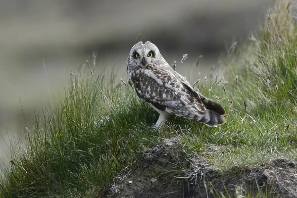 Short-eared Owl (Asio flammeus) adult, with ear tufts slightly raised, standing on hummock, North Uist, Outer Hebrides