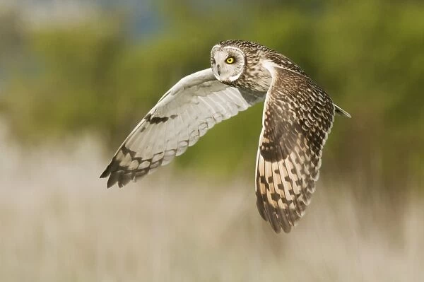 Short-eared Owl (Asio flammeus) adult, in flight, hunting over rough grassland, Isle of Sheppey, Kent, England, march