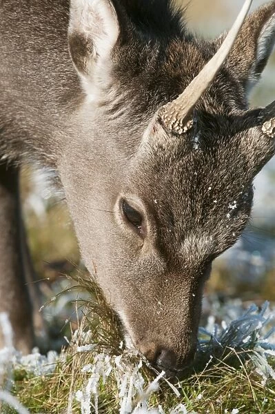 Sika Deer (Cervus nippon) introduced species, stag, winter coat, close-up of head, feeding on frosty grass, Kent