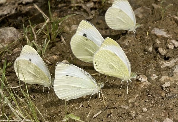 Southern Small White (Pieris mannii) five adults, mud-puddling, drinking minerals from damp ground, Pontic Mountains