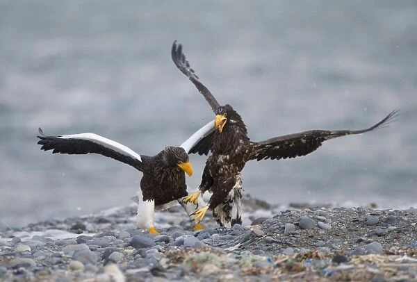 Steller's Sea-eagle (Haliaeetus pelagicus) adult and immature, fighting, squabbling over carcass on beach, Shiretoko Peninsula, Hokkaido, Japan, winter