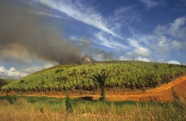 Sugarcane (Saccharum officinarum) crop, being burnt prior to harvest, Bahia, Brazil