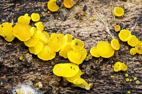 Sulphur Disco (Bisporella sulfurina) fruiting bodies, growing on dead wood, with fungal hyphae visible at lower left