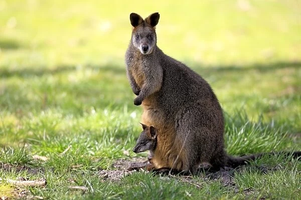 Swamp Wallaby (Wallabia bicolor) adult female with young in pouch, South Australia, Australia