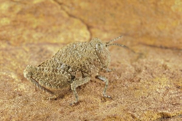 Toad Grasshopper (Batrachotetryx sp. ) adult, camouflaged on rock, South Africa
