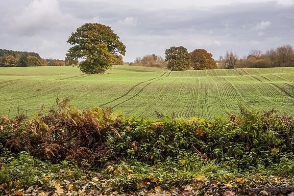 View of arable farmland with mature trees in field, near Beeston Castle, Cheshire, England, November