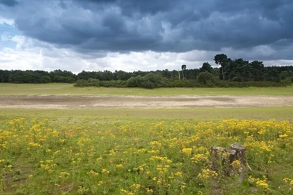 View of breckland habitat with dried out pond, East Wretham Heath Nature Reserve, Norfolk, England, august