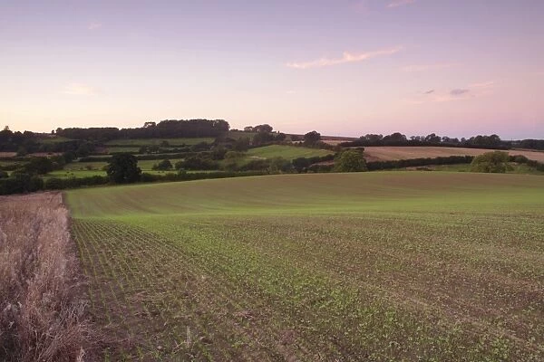 View of farmland with newly emerged arable crop and hedgerows at twilight, West Yorkshire, England, September