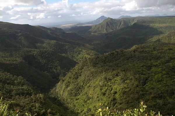 View of forested hillside habitat, Black River Gorges N. P. Black River District, West Mauritius