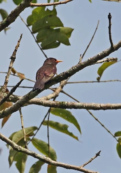 Violet Cuckoo (Chrysococcyx xanthorhynchus xanthorhynchus) adult male, perched on branch, Kaeng Krachan N. P. Thailand, november