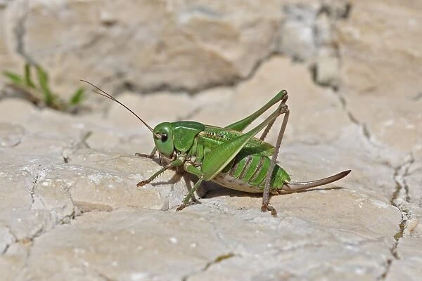 Wart-biter Cricket (Decticus verrucivorus) adult female, resting on rock, Hautes-Pyrenees, Midi-Pyrenees, France, July