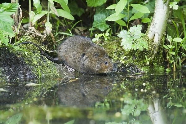 Water Vole (Arvicola terrestris) adult, standing on riverbank at edge of water, Sussex, England, july