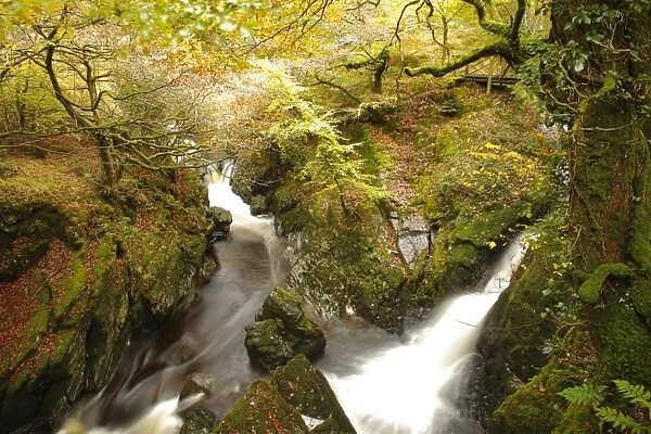 Waterfalls on river in woodland habitat, River Ystwyth, The Hafod, near Pontrhydygroes, Ceredigion, Wales, october