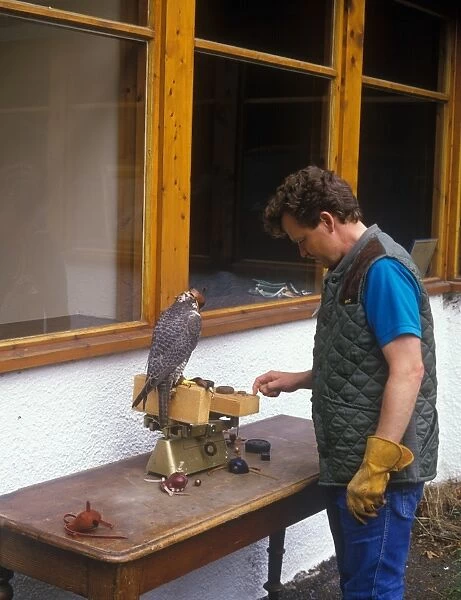 Weighing a Prairie cross Gyr Falcon before flying on a grouse moor