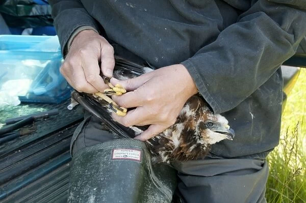 Western Marsh Harrier (Circus aeruginosus) chick, being held by conservation worker during ringing, North Kent Marshes, Isle of Sheppey, Kent, England, june