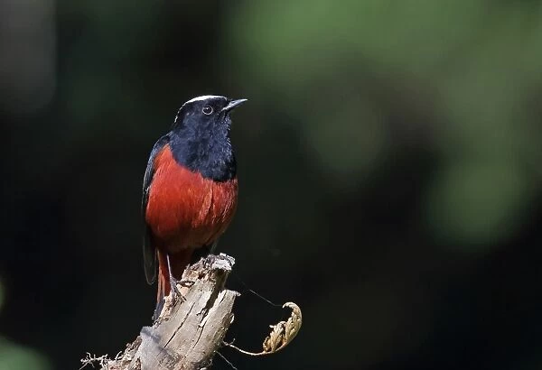 White-capped Water-redstart (Chaimarrornis leucocephalus) adult male, perched on snag, Doi Ang Khang