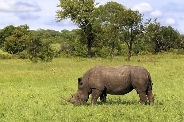 White Rhinoceros (Ceratotherium simum) adult, feeding on grass, standing in habitat, Sabi Sabi Game Reserve