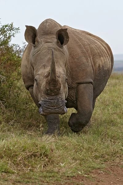 White Rhinoceros (Ceratotherium simum) adult, walking on grass, Tala Reserve, KwaZulu-Natal Province, South Africa