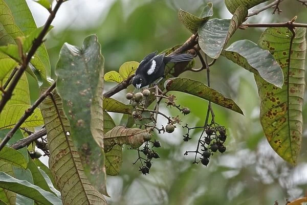White-shouldered Tanager (Tachyphonus luctuosus panamensis) adult male, feeding in fruiting tree, Rio Indio, Panama
