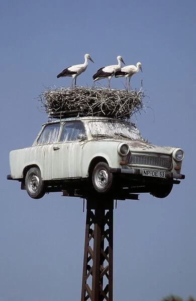 White Stork (Ciconia ciconia) three immatures, nesting on Trabant car roof on high post, Neuruppin, Brandenburg, Germany